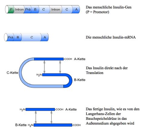 What causes insulin resistance and prediabetes? Stichwort