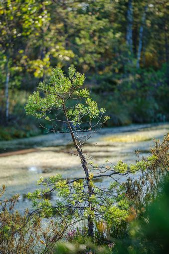 Pine Tree Growe In Sunny Summer Forest With Blur Background Stock Photo