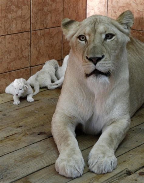 Genexus 127866 Photos Of Rare White Lion Cubs Make Debut At Serbian Zoo