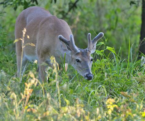 Whitetail Bucks Are In Velvet Steve Creek Wildlife Photography