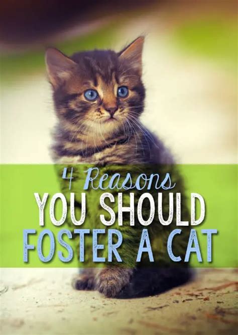 4 Reasons You Should Foster A Cat The Catington Post