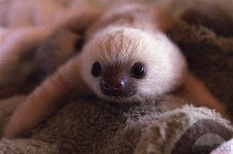 I was searching for a picture of a baby sloth, and i found this. cute baby sloths | Tumblr