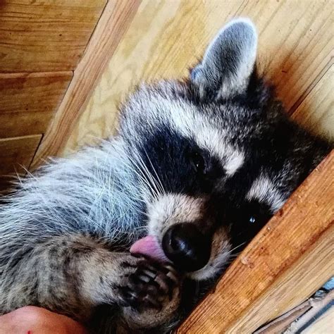 Pin On Adorablefunny Raccoons