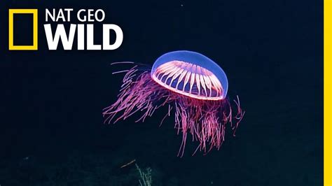 Spellbinding Jellyfish Spotted In Rare Deep Sea Footage Nat Geo Wild