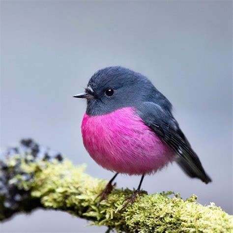 15 Birds That Are So Round Theyll Roll Straight Into Your Heart