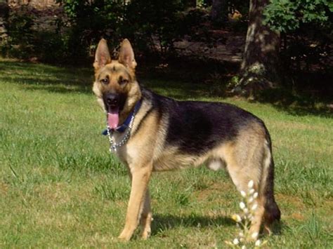 Akc West German Shepherd Puppies For Sale In Richmond Virginia