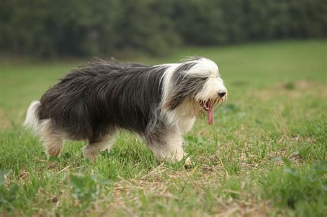 Top Ten Long Haired Dog Breeds Pawversity