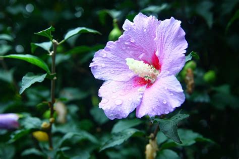 Rose Of Sharon Plant Care And Growing Guide