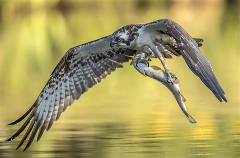 Brief And Entries Freshwater Birds Wildlife Photo Contest
