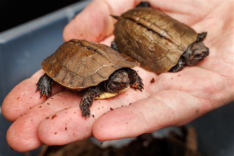 Little Miracles Tennessee Aquarium Hatches Two Critically Endangered
