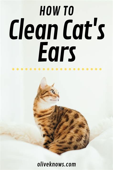 How To Clean Your Cats Ears Oliveknows Indoor Cat Cats Cat Care