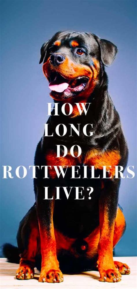 Learn more about the symptoms, causes and treatment for this condition on petmd.com. How Long Do Rottweilers Live: Your Rottweiler Life Span Guide