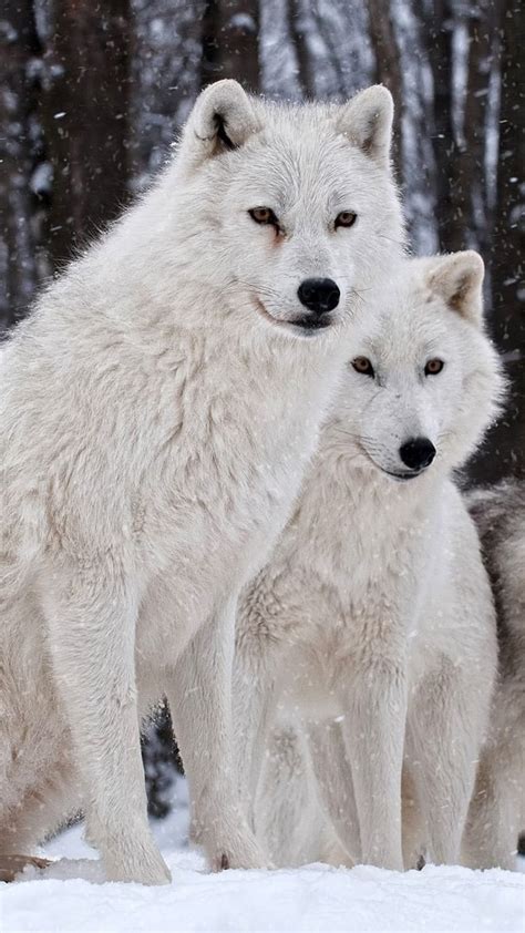 White Wolves Animals Artic Wolves Wild Wolfs Hd Phone Wallpaper