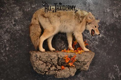 Full Body Coyote Taxidermy Mount For Sale Sku 1827 All