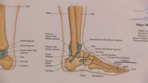 Upper leg bones diagram leg muscles get the bulk of action during the they include three muscles two short ones behind the bone and a longer one that crosses the shoulder joint the triceps straighten. Luke Shaw expected to be out for up to nine months, expert ...