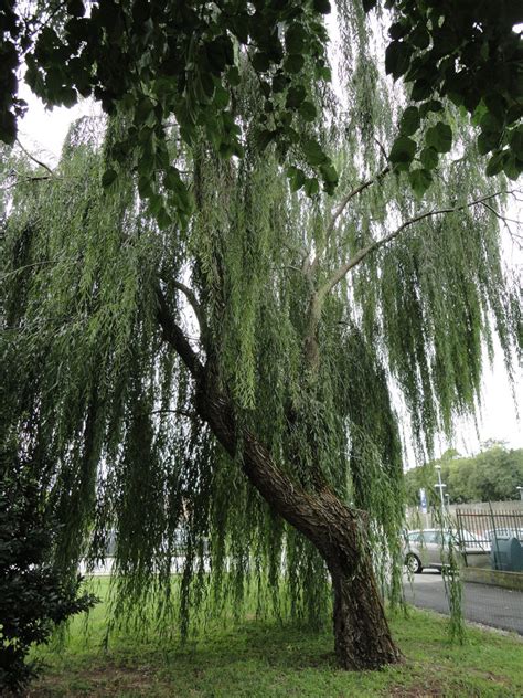 Weeping Willow By Simbores On Deviantart