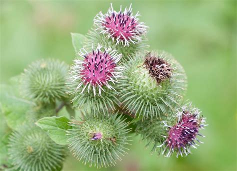 Burdock Distinctive Flowers And Nutritious Roots Eat The Planet