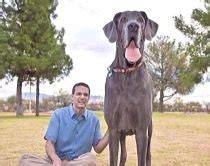 Cel mai mare câine din lume Un dog german de 115 kilograme şi peste un