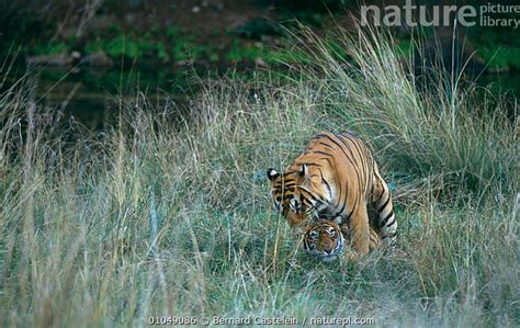 Stock Photo Of Tigers Mating Panthera Tigris Ranthambore NP