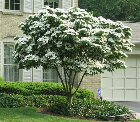 Maybe you would like to learn more about one of these? Japanese White Flowering Dogwood (Cornus kousa) The ...