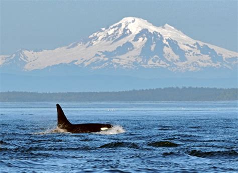 Looking for the Best Whale Watching on Vancouver Island?