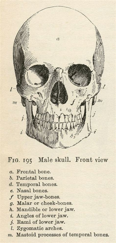 Vintage Anatomy Clip Art Bones And Skull Halloween The Graphics Fairy