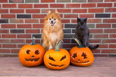 Halloween 2019 Can Cats Dogs And Other Pets Eat Pumpkin Seeds