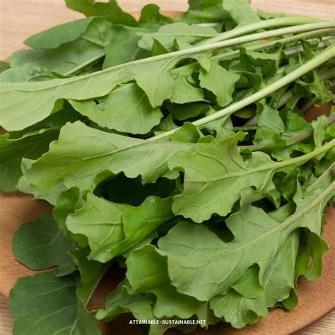 Growing Arugula For Gourmet Greens Attainable Sustainable