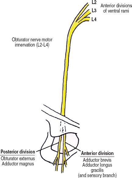 Inguinal Nerve Anatomy