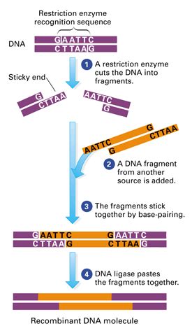 Some restriction enzymes can produce dna. To Create A Molecule Of Recombinant Dna Which Of The ...