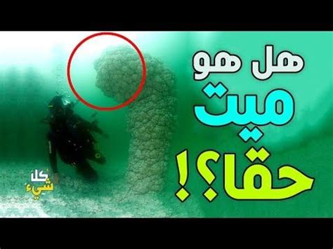 الطلب طبق جاوي مشكل كبير فيه دندن ورندن وكفته وبطاطس حاره وايدام فاصوليا ومكرونة وشيبس ورز ب 45 و. هل البحر الميت، ميت بالفعل ولا توجد به كائنات حية؟ حقيقة ...
