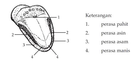 ORGAN PENCERNAAN MAKANAN MANUSIA - Panduan soal
