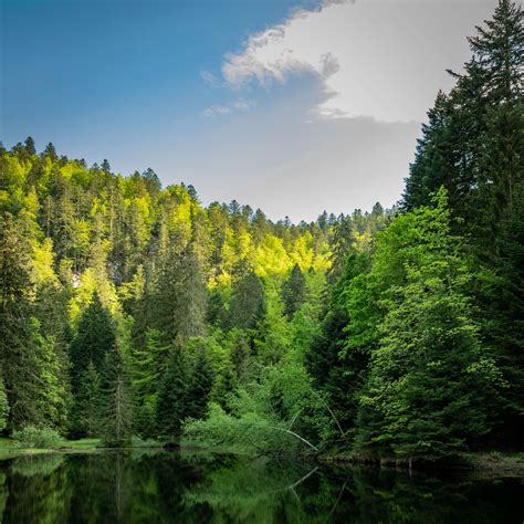 Download Wallpaper 2780x2780 Forest Trees Lake Reflection Landscape