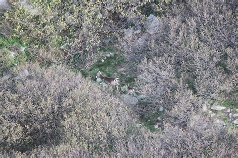 Suivre Les Populations Du Mouflon De Corse