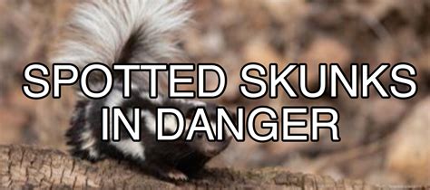Tennessees Endangered Eastern Spotted Skunk For Fox Sake Wildlife Rescue