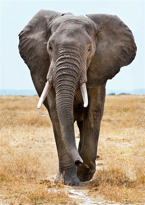 Male African Elephant Walking By Mike Hill