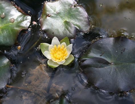 Nymphaea Tetragona Water Garden Plants