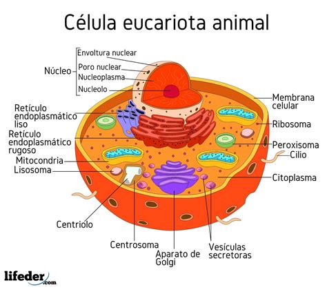 Partes De La Celula Eucariota Animal Y Sus Funciones Pdf Images Porn