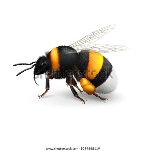 Illustration Bumblebee Species Bombus Terrestris Common Stock Vector