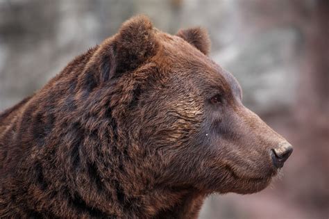 Kamchatka Brown Bear Null Josef Svoboda On 500 Px Brown Bear Bear