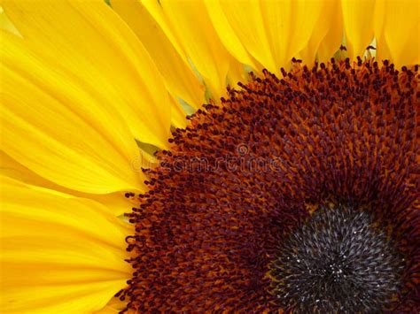 Sunny Sunflower With Bright Yellow Petals Stock Image Image Of