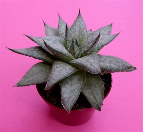 The name cacti or cactus has been adopted by the masses as the universal term to describe succulent plants. Gasteraloe Wonder in 6,5 cm pot | Plants, Succulents ...