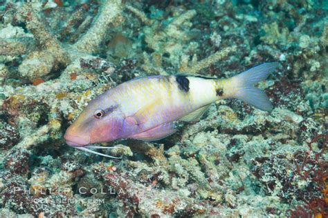 Manybar Goatfish Parupeneus Multifasciatus Fiji Makogai Island