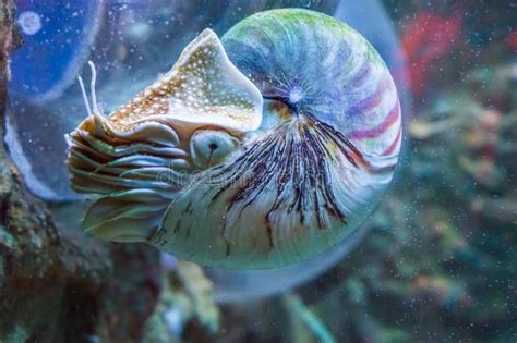 Nautilus Squid A Rare And Beautiful Living Shell Fossil Underwater Sea