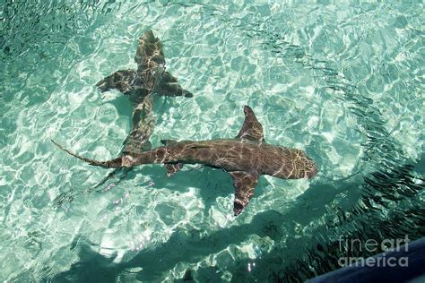 Two Reef Sharks Hunting For Fish Great Barrier Reef Australia