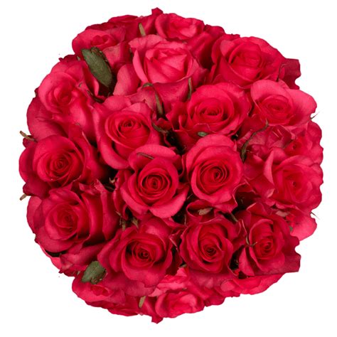 100 Stems Of Hot Pink Roses Beautiful Fresh Cut Flowers Express