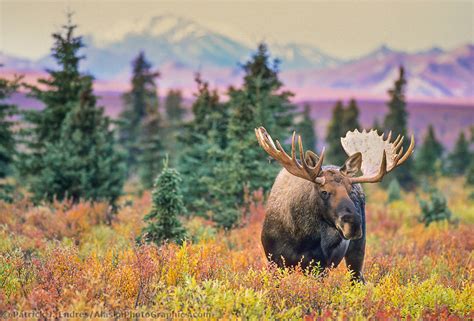 Bull Moose On Autumn Tundra