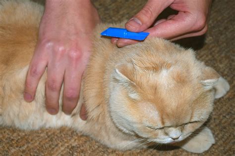 How Often Do You Flea Treat A Cat Catwalls