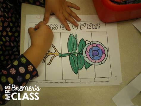 Spring Learning About Plants Mrs Bremers Class