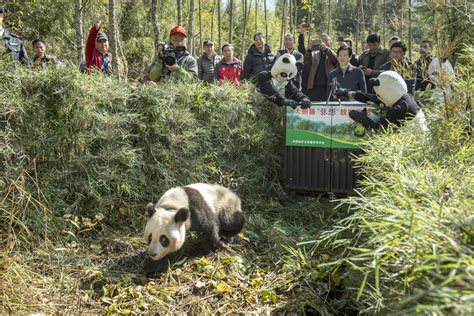 Inside The Not So Secret World Of Pandas Time